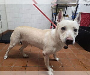 Gerberian Shepsky Dogs for adoption in Camarillo, CA, USA