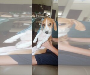 Dachshund Puppy for sale in FRISCO, TX, USA