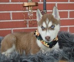 Small #2 Siberian Husky