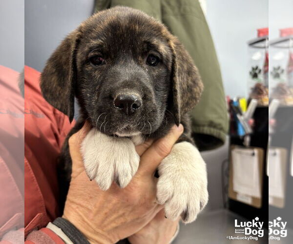 Medium Photo #2 Labrenees Puppy For Sale in Washington, DC, USA