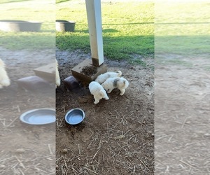 Great Pyrenees Puppy for sale in MARTIN, TN, USA