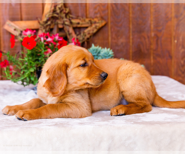 Medium Photo #4 Golden Retriever Puppy For Sale in WAKARUSA, IN, USA