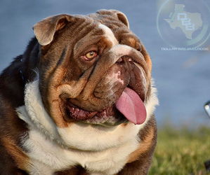 English Bulldog Puppy for sale in GALVESTON, TX, USA