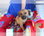 Small #1 Chiweenie