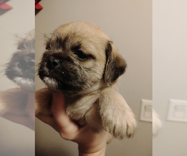 Medium Photo #6 Poodle (Toy)-Pug Mix Puppy For Sale in NEW WAVERLY, TX, USA
