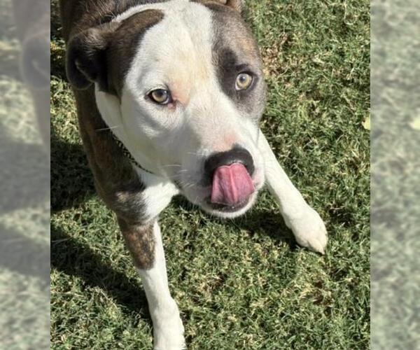 Medium Photo #1 Mutt Puppy For Sale in Tulsa, OK, USA