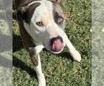 LUIGI - Male Mutt Dog for Adoption - Small photo