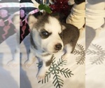 Small Photo #15 Siberian Husky Puppy For Sale in DANBY, VT, USA