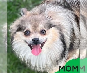 Mother of the Pomeranian puppies born on 07/28/2026