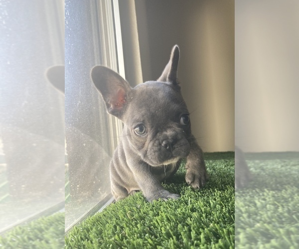 Medium Photo #5 French Bulldog Puppy For Sale in EMPIRE STATE, NY, USA