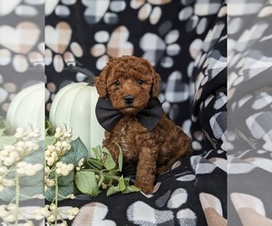 Poodle (Toy) Puppy for sale in OXFORD, PA, USA