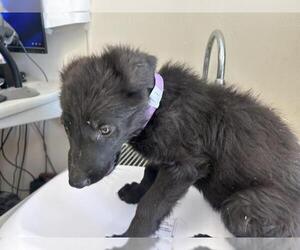 German Shepherd Dog-Unknown Mix Dogs for adoption in Visalia, CA, USA