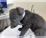 Small German Shepherd Dog Mix