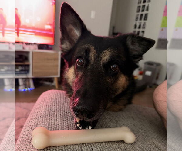 Medium Photo #10 German Shepherd Dog Puppy For Sale in Fargo, ND, USA