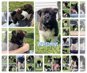 Akita Puppy for sale in BROOK PARK, OH, USA