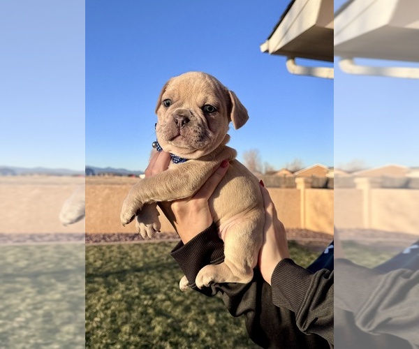 Medium Photo #4 French Bulldog Puppy For Sale in PUEBLO, CO, USA