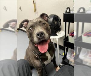 Mutt Dogs for adoption in Fort Collins, CO, USA