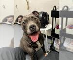 Small Mutt