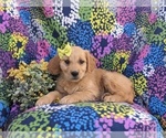 Small Photo #2 Golden Retriever Puppy For Sale in NEW PROVIDENCE, PA, USA