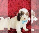 Small Photo #1 Schnoodle (Miniature) Puppy For Sale in EVERTON, AR, USA