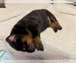 Small #9 Doberman Pinscher