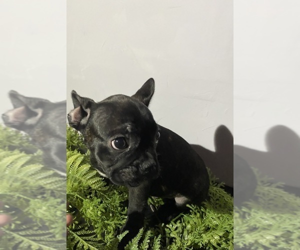 Medium Photo #20 Faux Frenchbo Bulldog Puppy For Sale in LIVERMORE, CA, USA