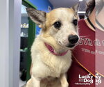 Small Jack Russell Terrier Mix