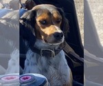 Small Photo #4 Brittany Puppy For Sale in WICHITA FALLS, TX, USA