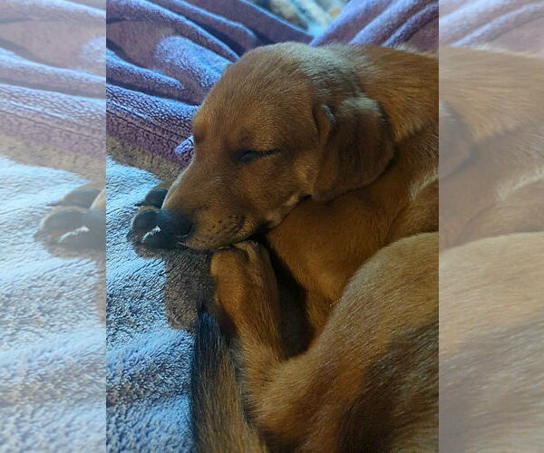Medium Photo #2 Beagle-Unknown Mix Puppy For Sale in FAIRLAWN, OH, USA