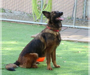 Harper - Female German Shepherd Dog Dog for Adoption - Photo #4