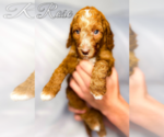 Puppy Rose Poodle (Standard)