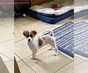 Papshund Dogs for adoption in Palatka, FL, USA