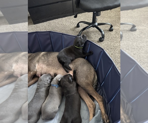 Medium Photo #5 Cane Corso-German Shepherd Dog Mix Puppy For Sale in SPRING, TX, USA