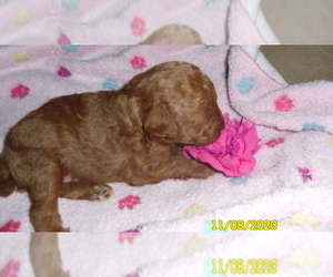 Poodle (Toy) Puppy for sale in DULUTH, GA, USA