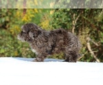 Small #57 ShihPoo