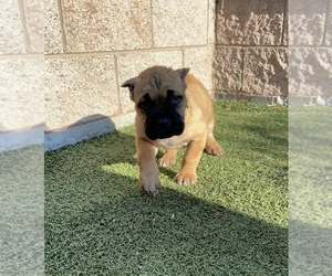 Cane Corso Puppy for Sale in SUNNYVALE, California USA