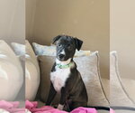 Small #3 Mutt