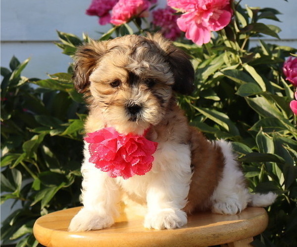 Medium Photo #4 Zuchon Puppy For Sale in THORP, WI, USA