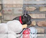 Small #4 French Bulldog