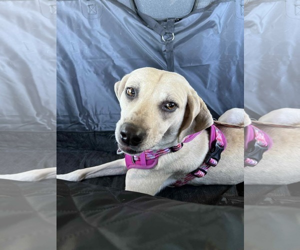 Medium Photo #7 Labrador Retriever-Unknown Mix Puppy For Sale in Murfreesboro, NC, USA