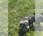 Small #6 Schnauzer (Miniature)