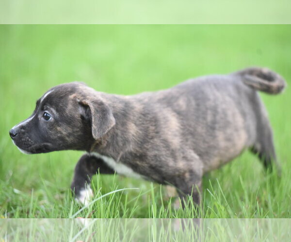 Medium Photo #4 Chihuahua-Unknown Mix Puppy For Sale in Mechanicsburg, PA, USA
