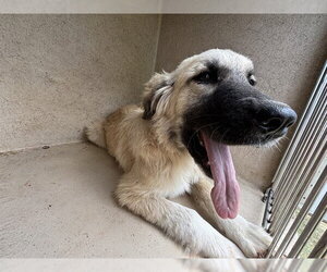 Anatolian Shepherd Dogs for adoption in Oklahoma City, OK, USA