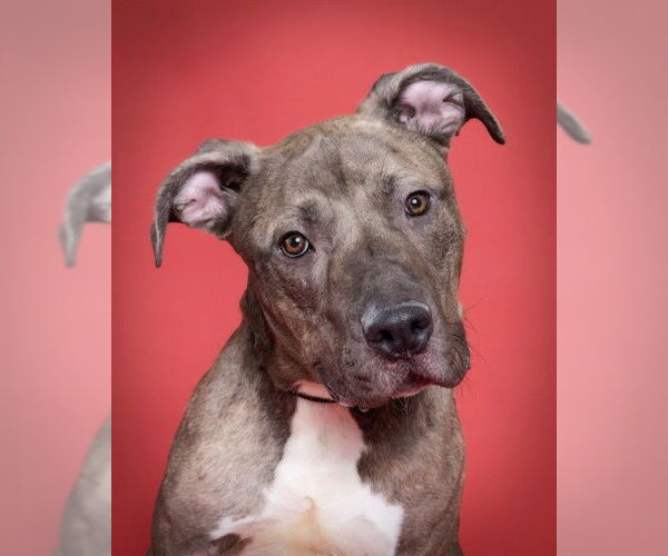 Medium Photo #2 Mastiff-Unknown Mix Puppy For Sale in Ogden, UT, USA