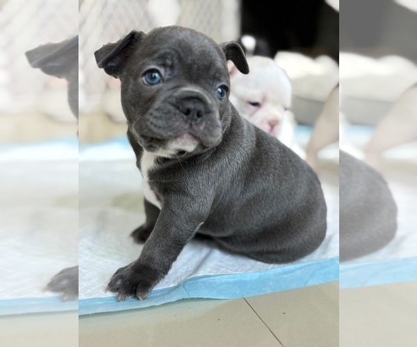 Medium Photo #1 French Bulldog Puppy For Sale in MISSION, TX, USA