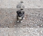 Small Photo #1 German Shepherd Dog-Siberian Husky Mix Puppy For Sale in CENTRAL POINT, OR, USA