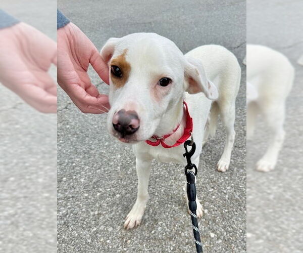 Medium Photo #9 Labrador Retriever-Unknown Mix Puppy For Sale in Brewster, NY, USA