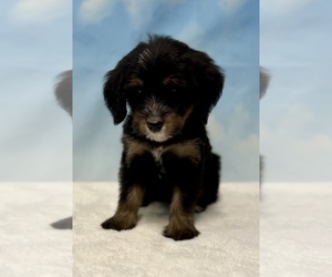 Medium Bernedoodle (Miniature)