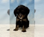 Puppy 4 Bernedoodle (Miniature)