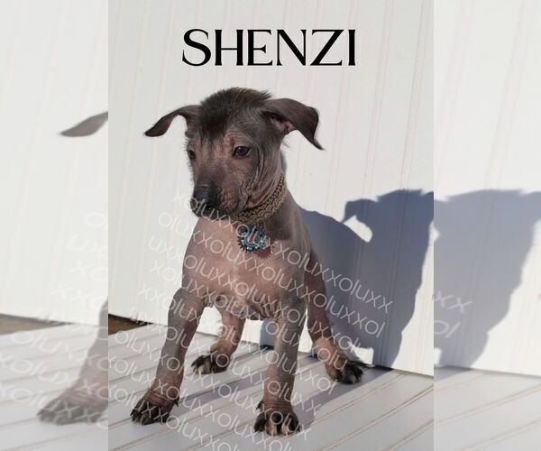 Medium Photo #1 Xoloitzcuintli (Mexican Hairless) Puppy For Sale in MERCED, CA, USA